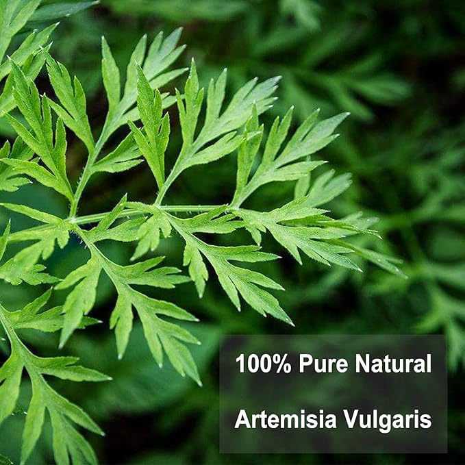 TEARELAE - Mugwort Tea - 2g x 30 Count - 100% Pure Natural Dried Herbs - - Image 7