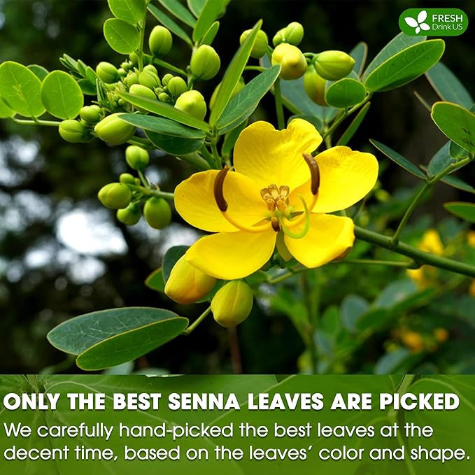 FreshDrinkUS, Premium 55 Senna Leaf Tea Bags, 100% Natural & Pure from Senna - Image 6