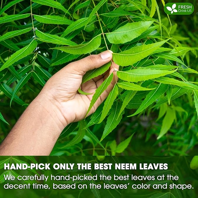 FreshDrinkUS, Premium 33 Neem Leaf Tea Bags, 100% Natural and Pure from Neem - Image 6