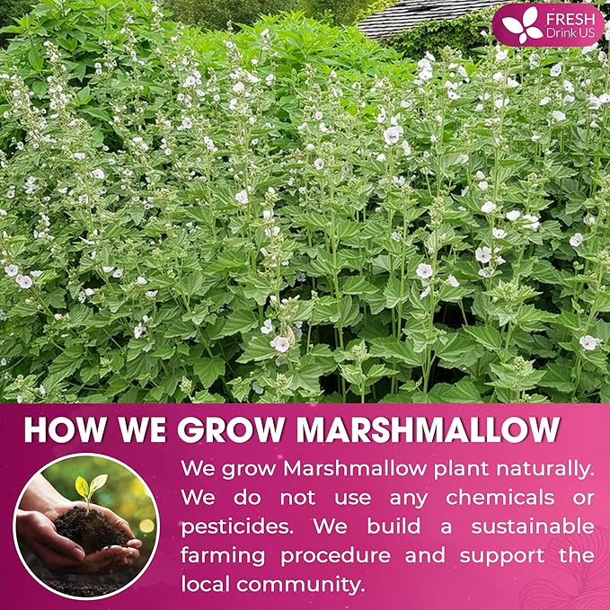 FreshDrinkUS, Premium 16oz Marshmallow Root Powder. Finely Ground – Premium - Image 5