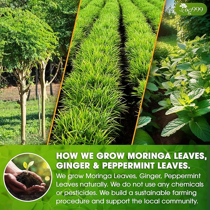 TOG999, Premium Moringa Ginger Peppermint Herbal Tea – 60 Tea Bags – - Image 5