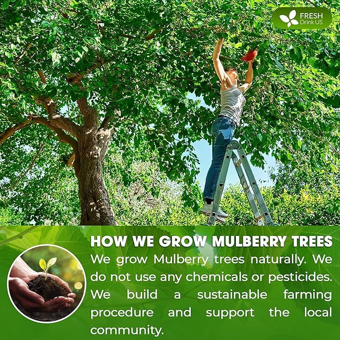 FreshDrinkUS, Premium 8oz Mulberry Leaf Powder, 100% Natural and Pure from - Image 5