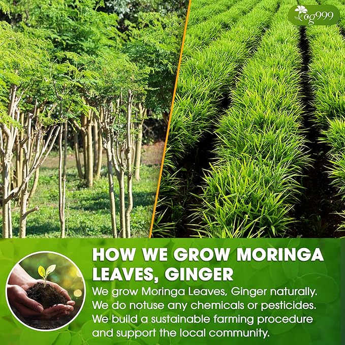 TOG999, Permium Moringa Ginger Herbal Tea – 60 Tea Bags – Caffeine-Free - Image 5