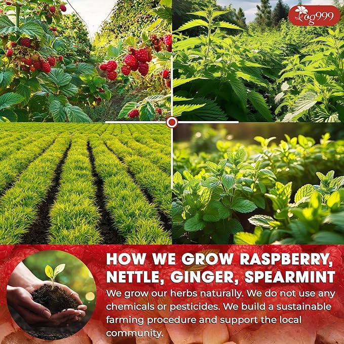 TOG999 Red Raspberry Leaves Tea Bags - Image 5