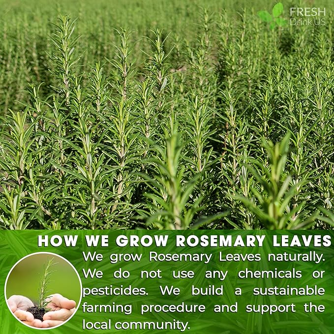 FreshDrinkUS, 20 Rosemary Leaf Tea Bags, 100% Natural and Pure Rosemary Dried - Image 5